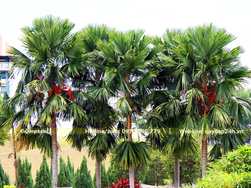 Hàng cây Kè Đỏ cổ thụ cao cả chục mét