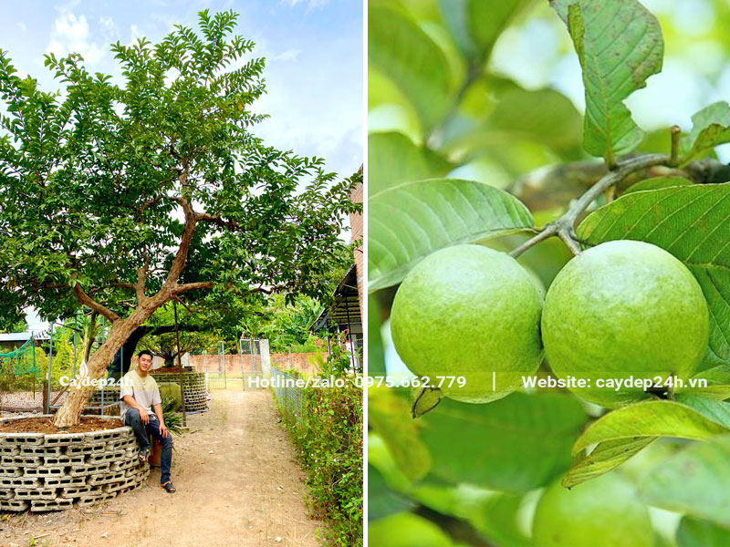 Cây Ổi cổ thụ trồng trước nhà chiều cao khoảng hơn 3m