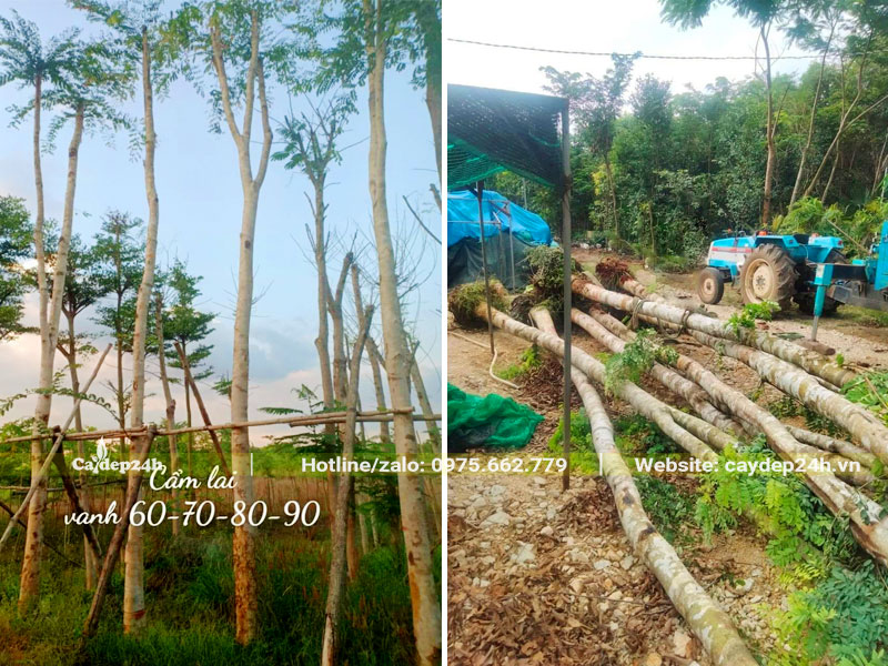 Vườn cây Cẩm Lai cao 5 - 7m, đang dưỡng trong bầu