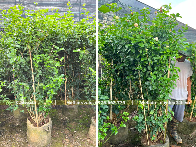 Vườn dưỡng cây hoa nhài trưởng thành cao 2m, trồng trong bầu từ nhỏ