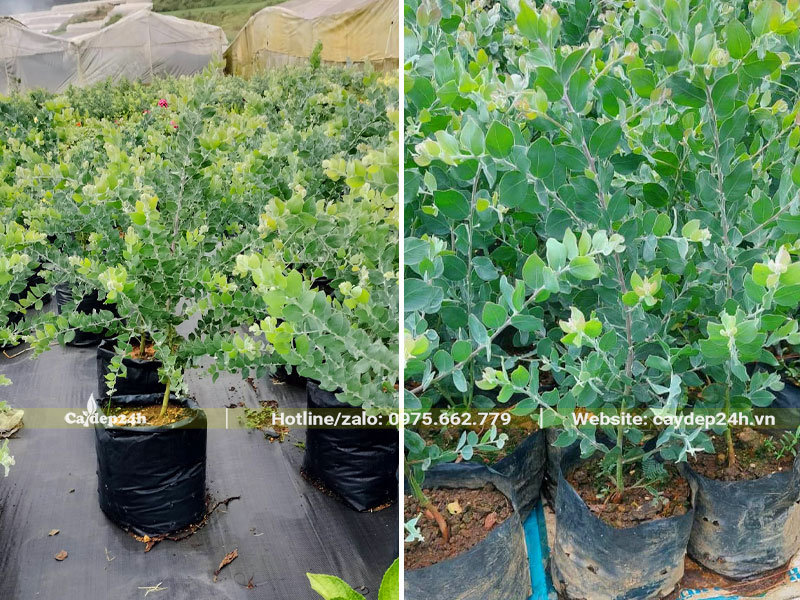 Vườn cây giống mimosa cao 40 - 50cm