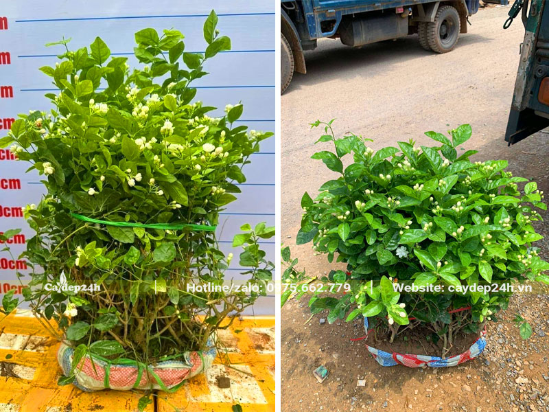 Hoa Nhài ta mọc bụi đường kính gốc 50cm