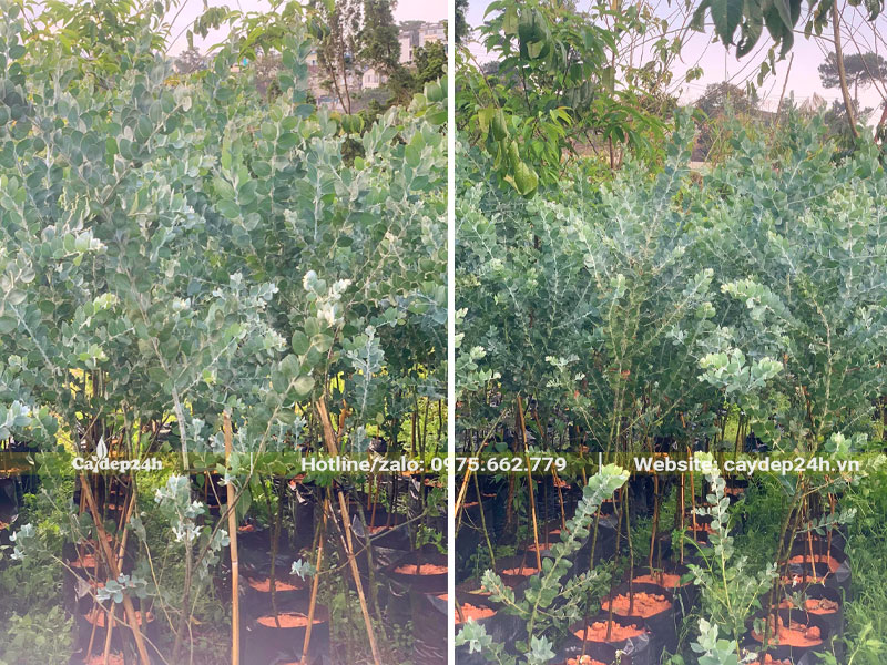 Vườn cây Mimosa trồng trong bầu từ nhỏ, chiều cao khoảng 1m