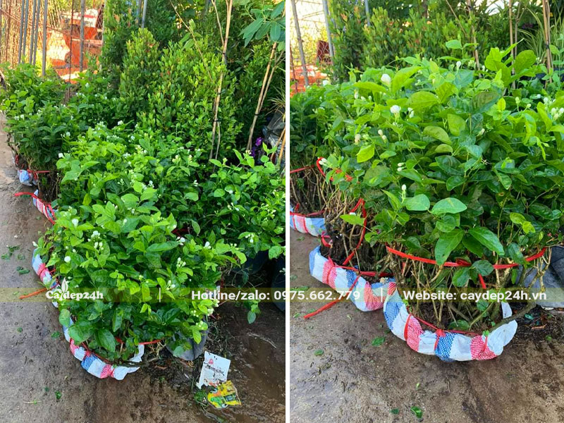 Cây hoa nhài trắng cao 60cm sẵn hoa, bụi có đường kính khoảng 50cm