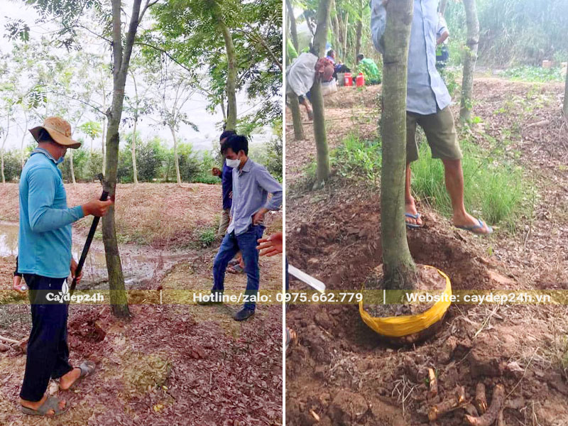 Bứng thẳng cây Cẩm Lai công trình đường kính gốc 15 - 18cm