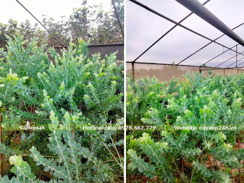 Cây hoa Mimosa vàng trưởng thành trồng trong nhà vườn có mái che