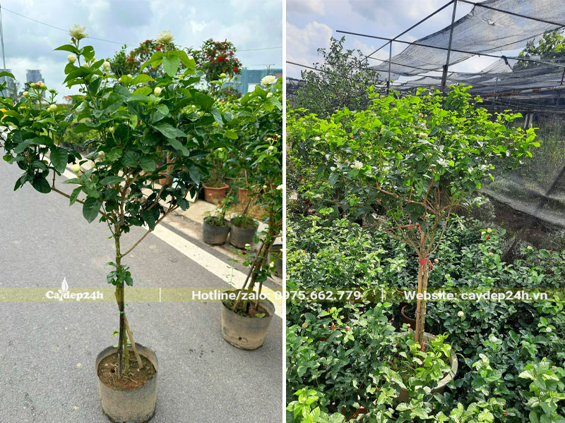 Trồng và chăm sóc cây hoa Nhài thân tree cao hơn 1m