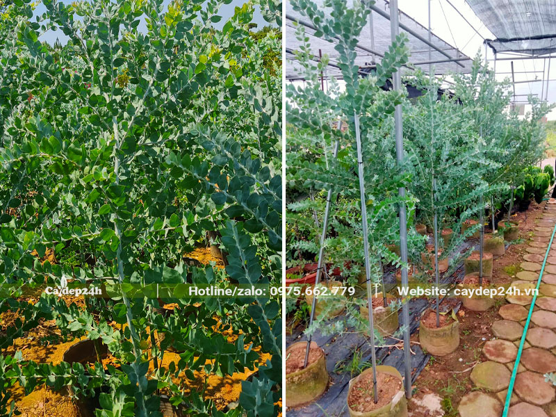 Cây cao hơn 1m, đang phân cành đẹp