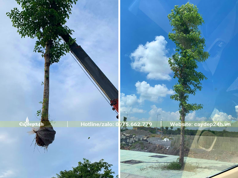 Thi công trồng cây Chiêu Liêu công trình đã dâm ủ