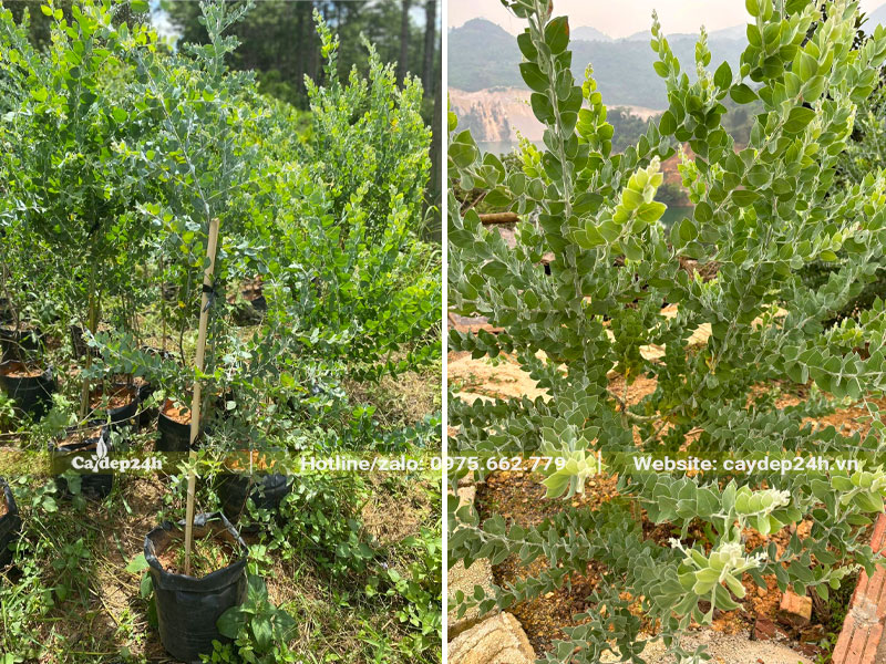 Trồng cây hoa Mimosa cao hơn 1m