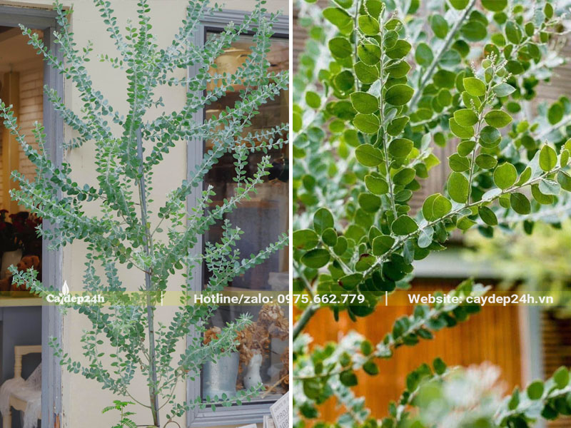 Cắt tỉa cây hoa Mimosa lá bạc