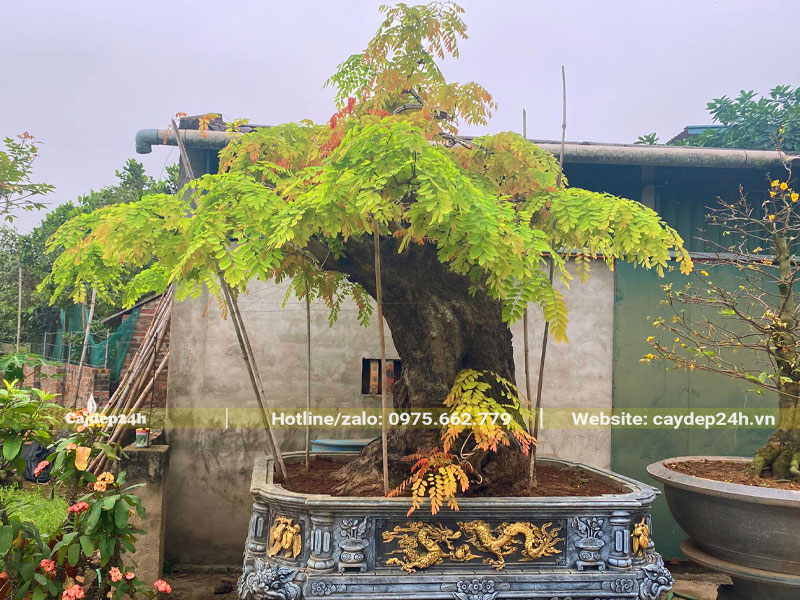 Chậu cây Cẩm Lai bonsai đang ra lá non