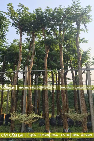 Cây Cẩm Lai công trình dâm ủ đường kính gốc 18 - 20cm