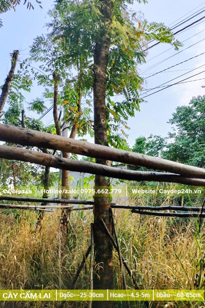 Hình ảnh cây Cẩm Lai cổ thụ đã dâm ủ kỹ, đường kính gốc gần 30cm