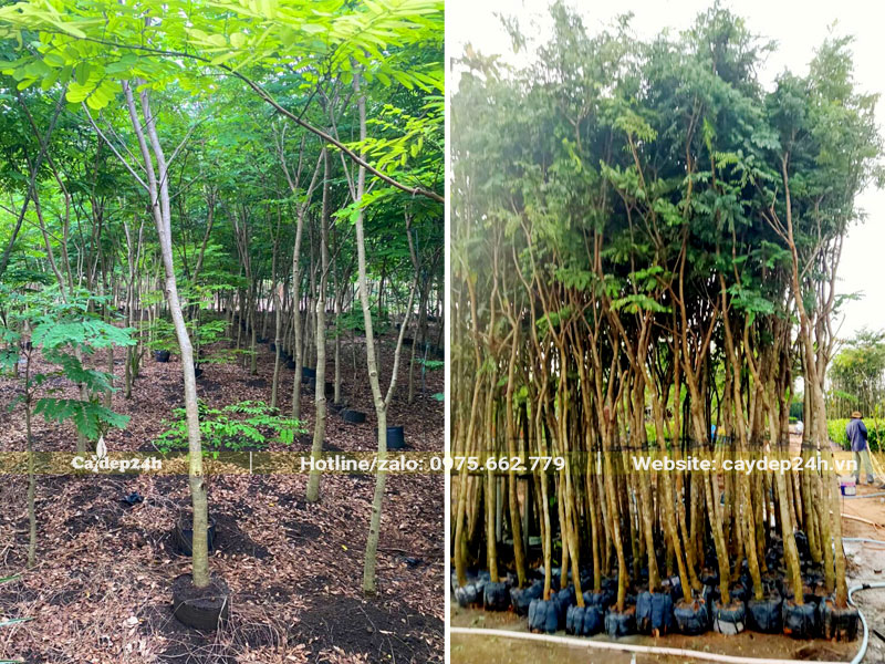 Hàng loại nhỏ, đường kính gốc khoảng 3cm