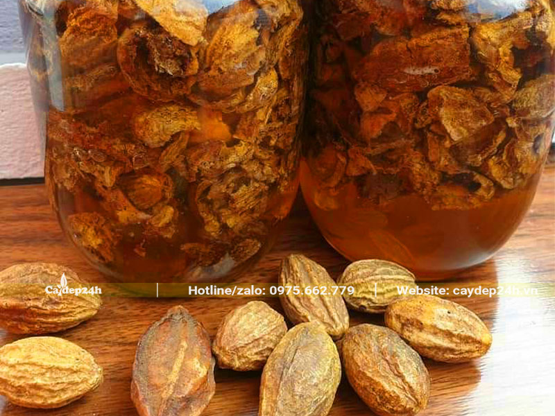 Quả cây Chiêu Liêu ngâm rượu làm thuốc