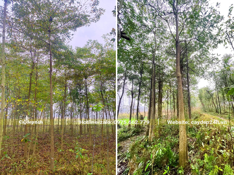 Hàng trăm cây Chiêu Liêu đánh thẳng, cao 5 - 6m