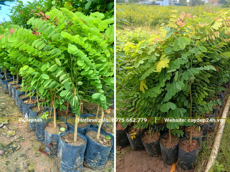 Vườn cây Cẩm Lai giống nguyên bầu