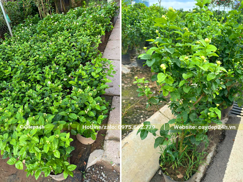 Vườn cây hoa nhài giống cao 30cm, bắt đầu ra hoa
