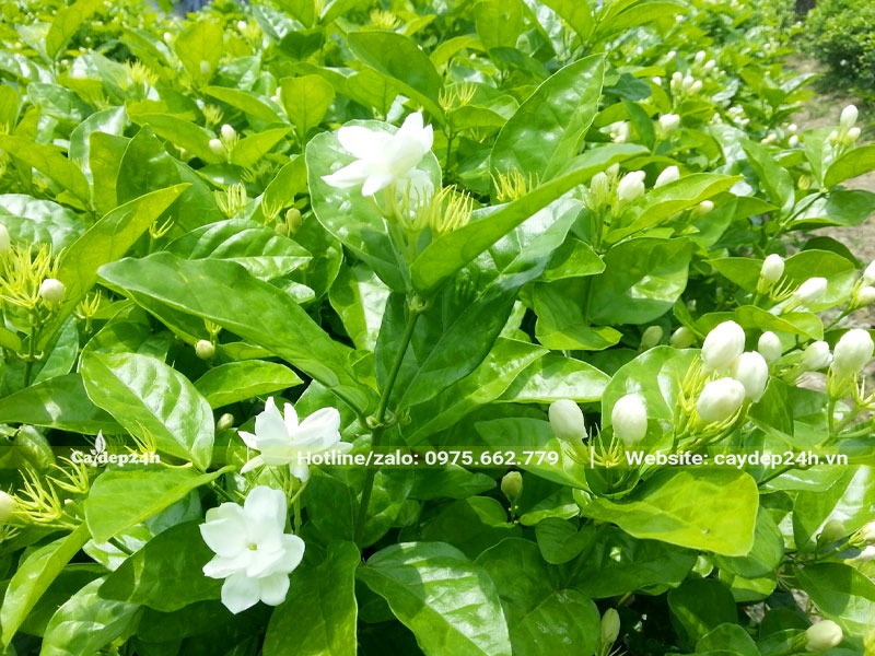 Vườn hoa Nhài ta trắng bắt đầu bung nở