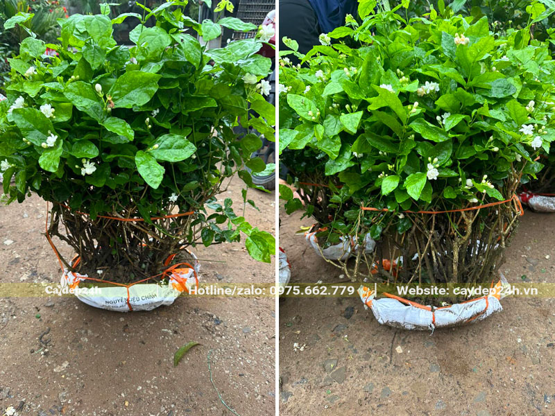 Bứng bụi cây hoa nhài đường kính 50cm, cao 60cm