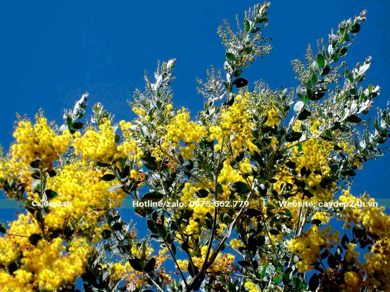 Cây Mimosa nở rộ hoa