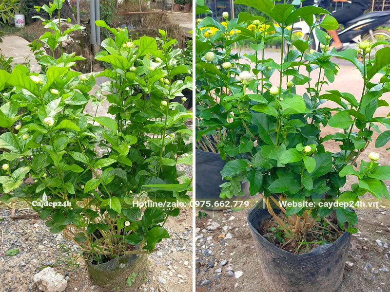 Những chậu cây hoa Nhài đang ra nụ