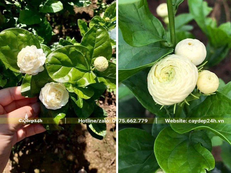 Những bông hoa nhài kép chuẩn bị bung nở