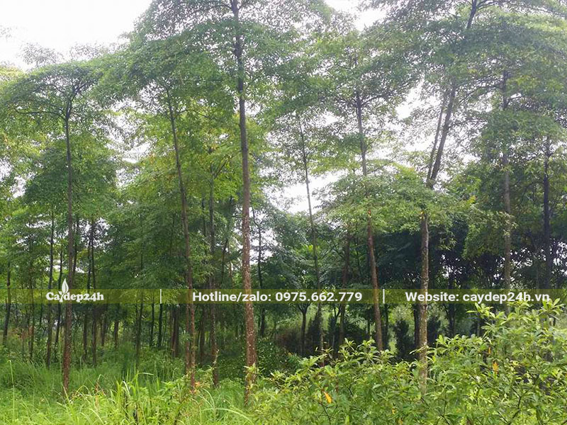 Rừng trồng cây Chiêu Liêu quy mô lớn