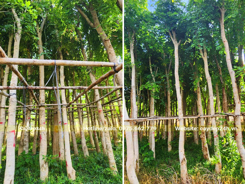 Thoát thân cao gần 4m, cây đã dâm ủ thời gian dài