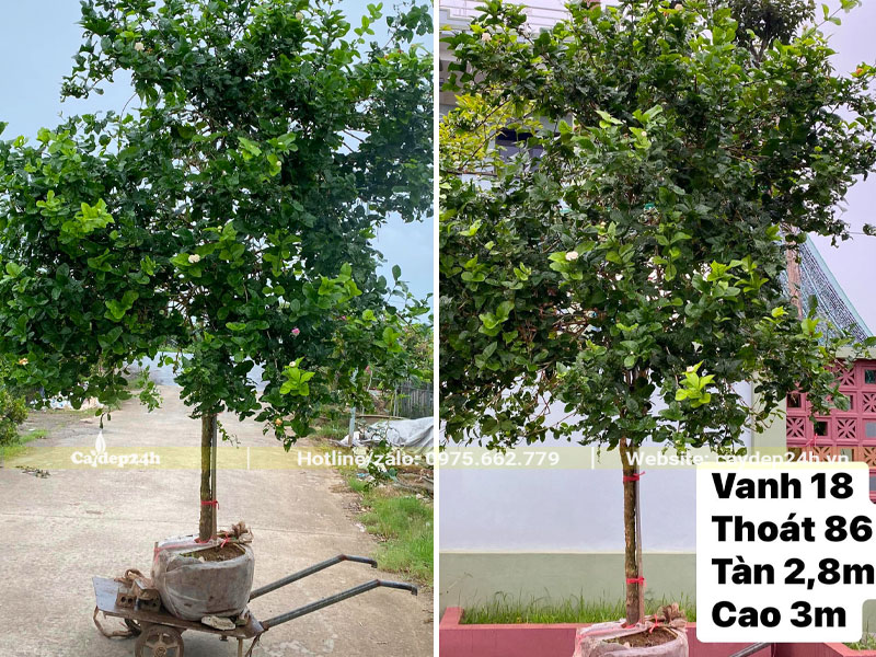 Những cây hoa Nhài đẹp, thoát thân hơn 1m