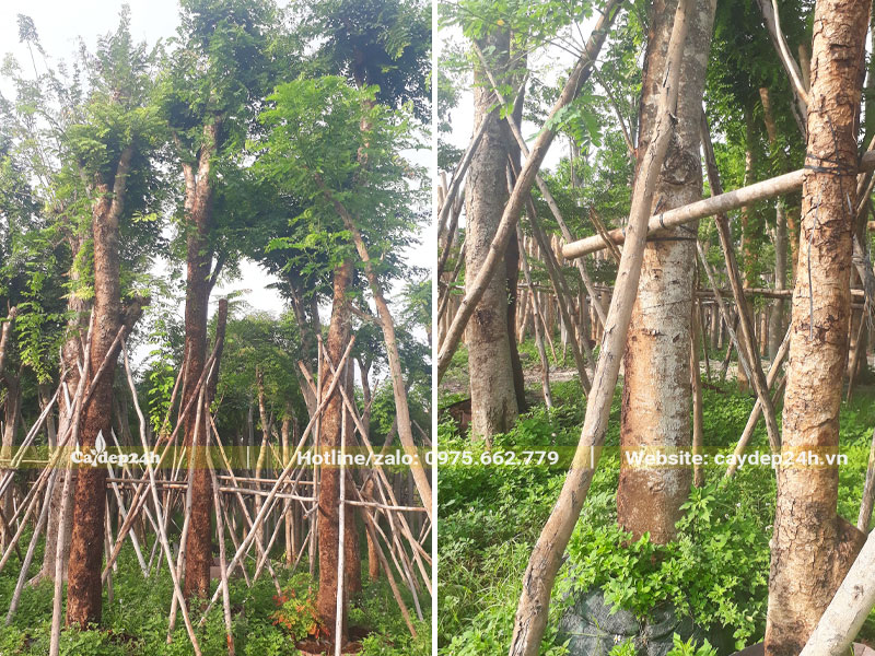 Cây Cẩm Lai vanh 100 trở lên