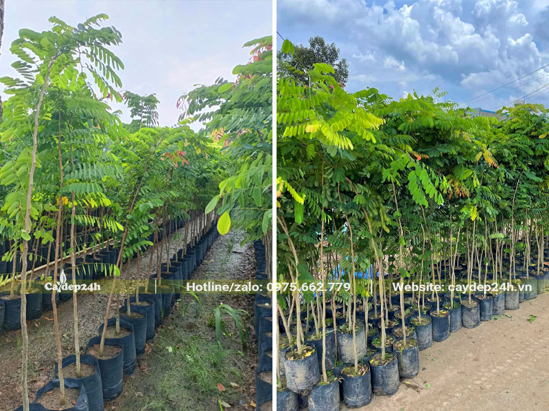 Cây giống Cẩm Lai cao 1m, hàng nguyên bầu đẹp