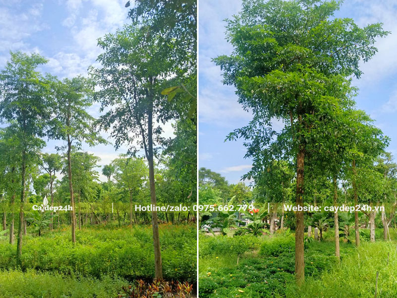 Vườn cây Chiêu Liêu lâu năm đường kính gốc 10cm
