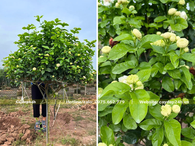 Cây hoa Nhài thân tree cao gần 2m