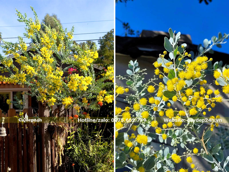 Cây Mimosa hoa vàng nở rực rỡ trước cổng