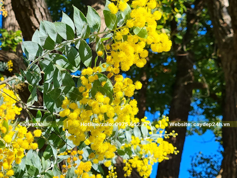 Chùm hoa Mimosa vàng rực mọc ở đầu cành