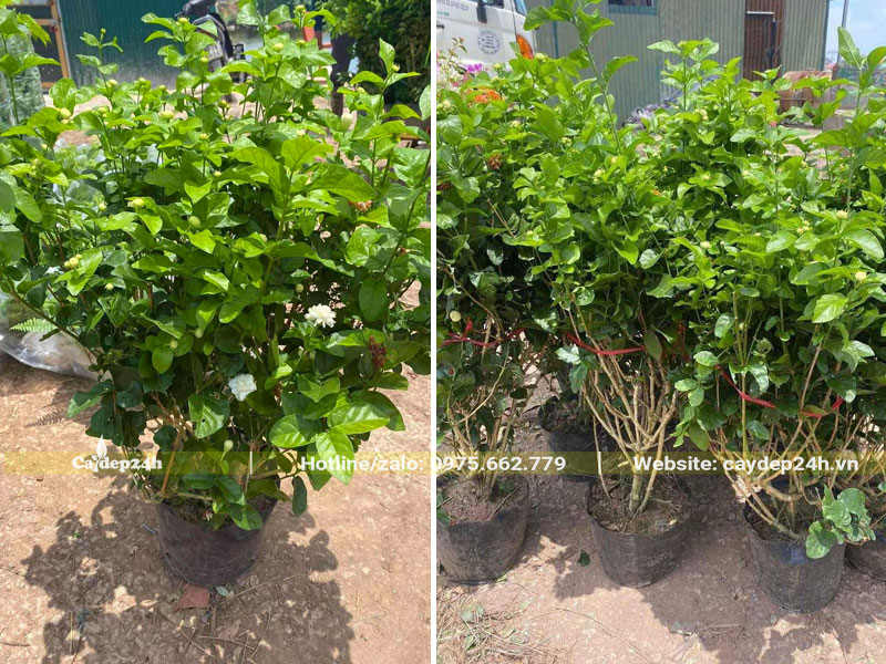 Thi công trồng số lượng lớn cây hoa Nhài cao 60 - 70cm