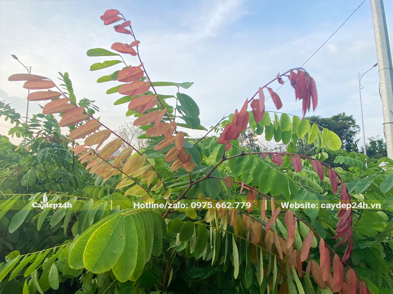 Chồi lá non của cây Cẩm Lai