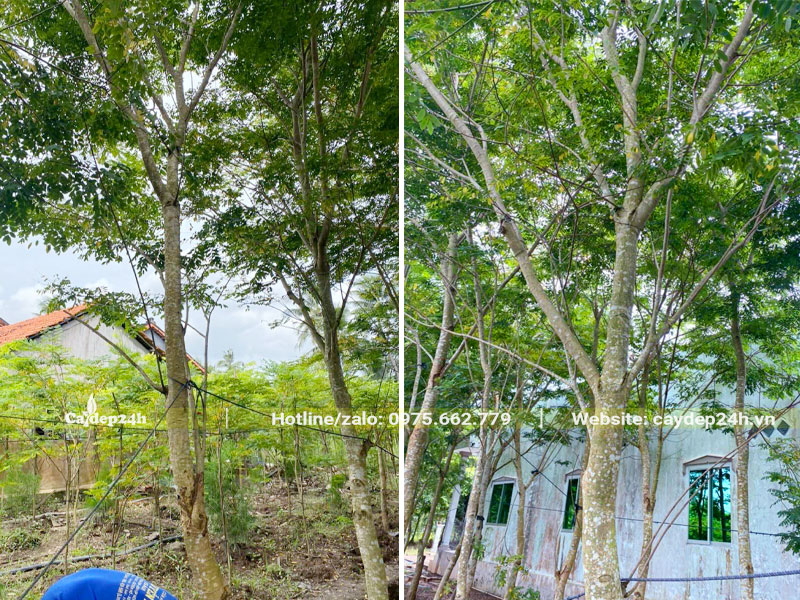 Đánh bầu cây Cẩm Lai lâu năm đường kính gốc 15 - 20cm