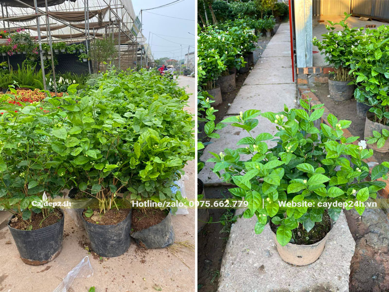 Vườn cây giống hoa nhài cao 40cm