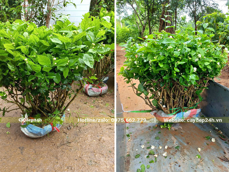 Cây Nhài Ta hoa trắng mọc bụi, cao 50 - 60cm