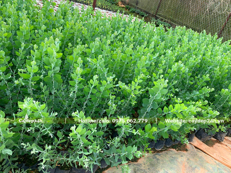 Vườn cây giống Mimosa cao 30 - 40cm