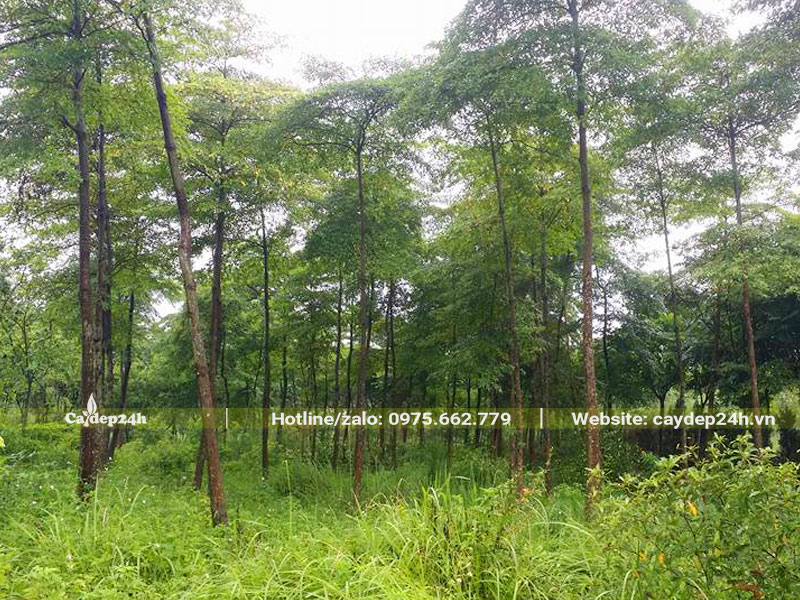 Chiêu Liêu lâu năm cao 7 - 8m, vanh 50