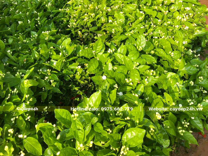 Vườn cây hoa Nhài trắng bắt đầu ra hoa