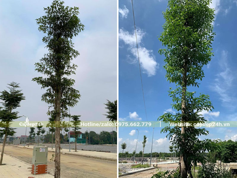 Chiêu Liêu công trình trồng vỉa hè đường phố