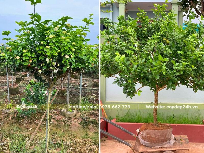 Trồng cây hoa nhài thân tree làm cảnh trong sân vườn biệt thự