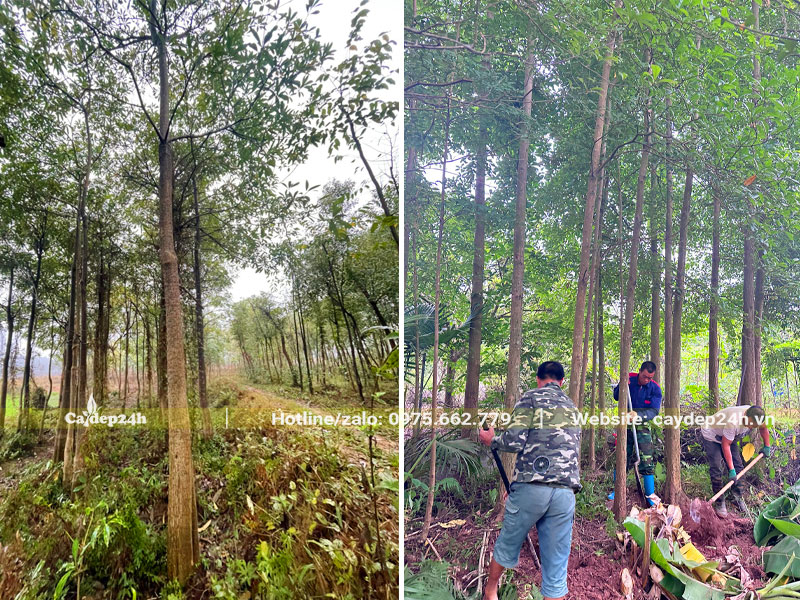 Bứng nóng cây Chiêu Liêu công trình vanh 40