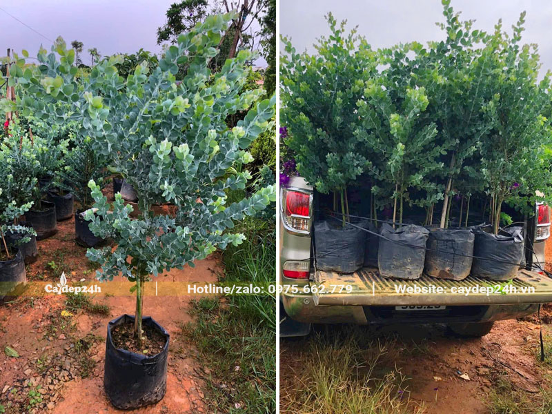 Cây Mimosa trưởng thành cao gần 1m, đường kính bầu 30cm
