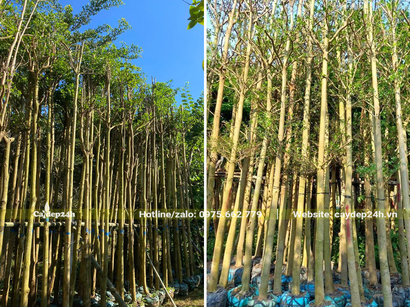 Mua cây Bàng Đài Loan đường kính gốc 10cm đã dâm ủ để trồng trong nhà